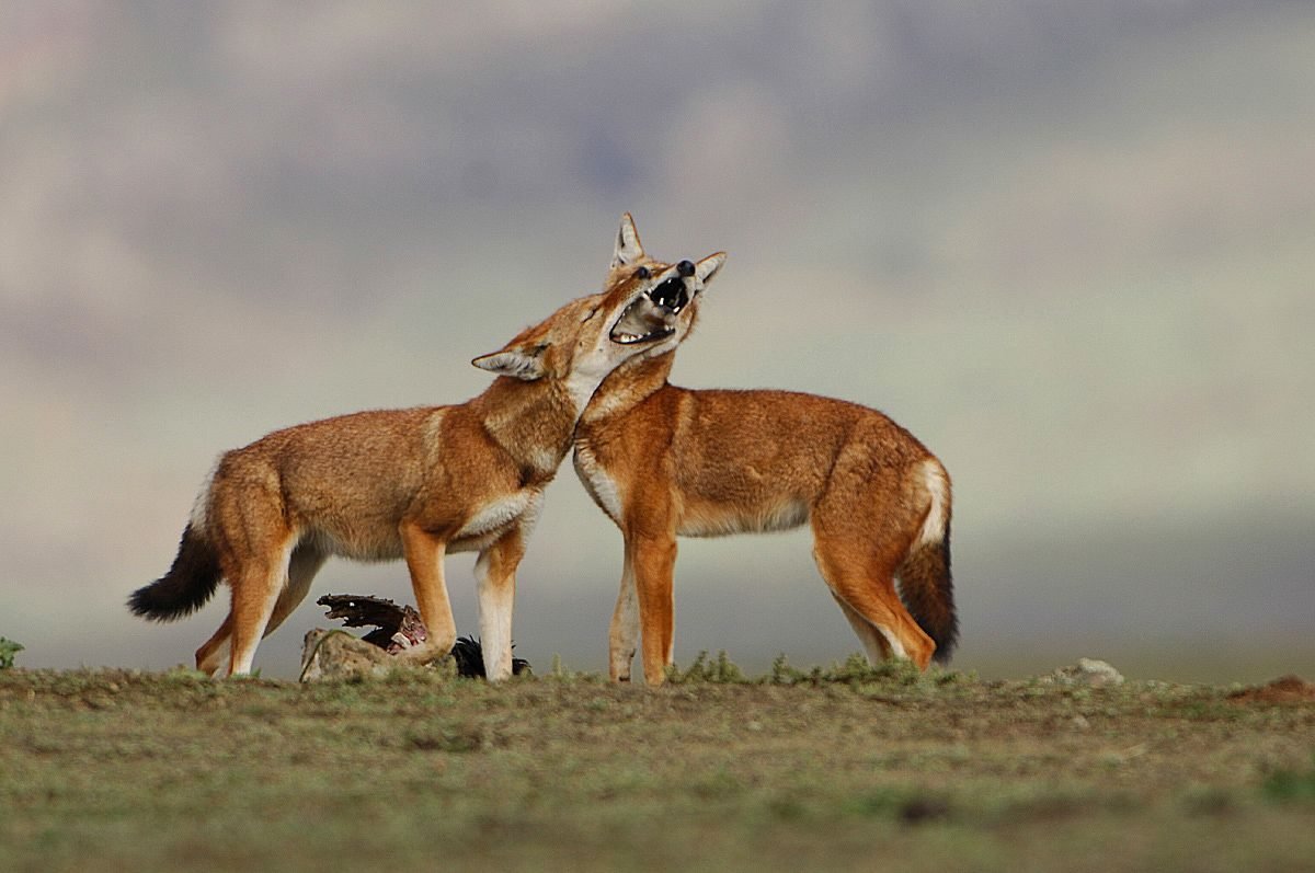 Ethiopian wolves in the Bale Mountains