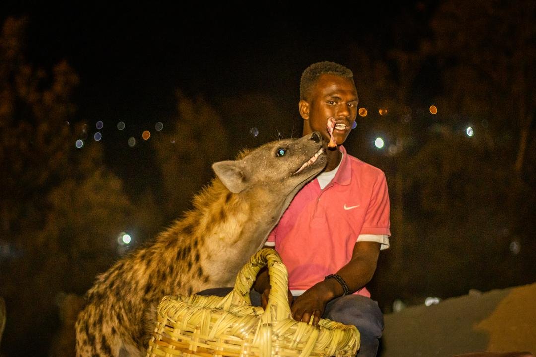 The evening hyena feeding in Harar